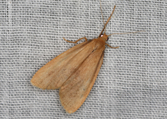 Scoliacma pactolias