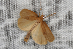 Scoliacma pactolias