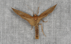 Scoliacma pactolias