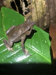 Rhinella festae