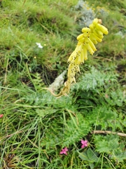 Kniphofia parviflora