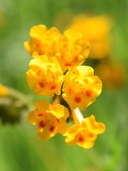 Amsinckia eastwoodiae