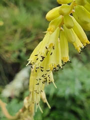 Kniphofia parviflora