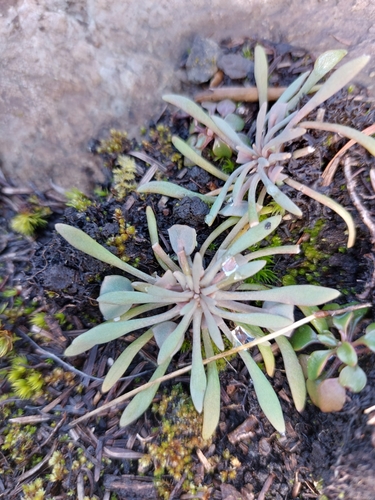 Pale Claytonia foliage