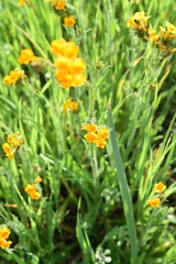 Amsinckia eastwoodiae