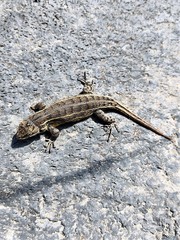 Sceloporus aeneus