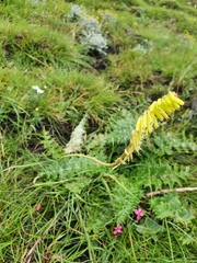 Kniphofia parviflora