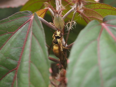 Vespa bicolor
