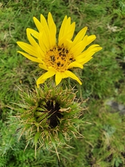 Berkheya multijuga