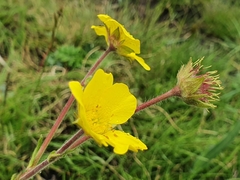 Geum capense