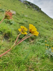 Geum capense