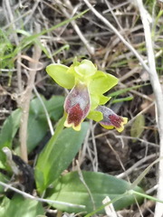 Ophrys lutea aspea