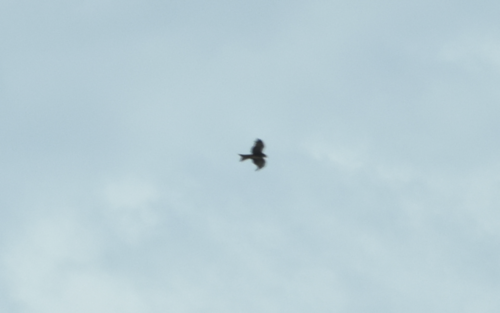 Black Kite