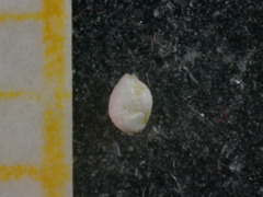 Hauerinidae