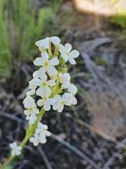 Manulea buchneroides
