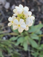 Manulea buchneroides