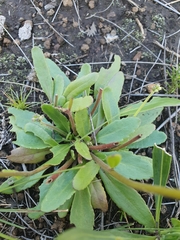 Manulea buchneroides