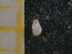 Hauerinidae