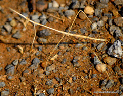 Schizocephala bicornis