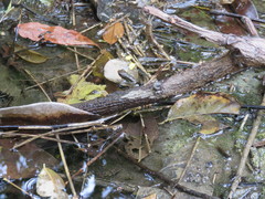 Epipedobates machalilla