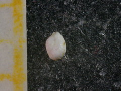 Hauerinidae