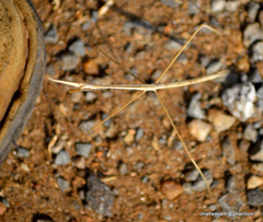 Schizocephala bicornis