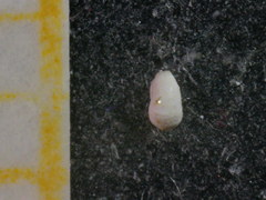 Hauerinidae