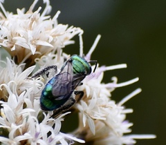 Augochlora regina