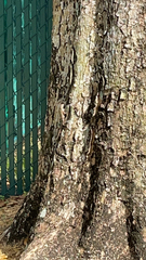 Leiocephalus carinatus