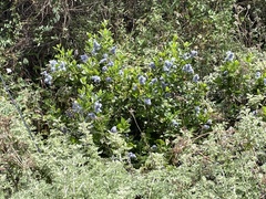 Plumbago auriculata