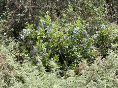 Plumbago auriculata