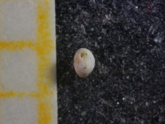 Hauerinidae