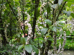Gonzalagunia rosea