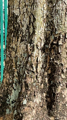 Leiocephalus carinatus