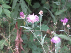 Centaurea jacea substituta