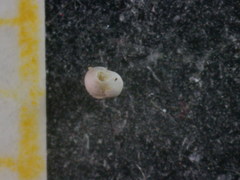 Hauerinidae