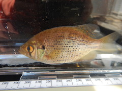 Centrarchus macropterus