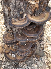 Ischnoderma resinosum