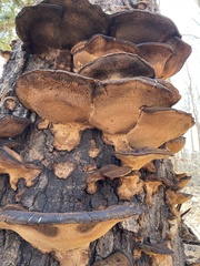 Ischnoderma resinosum