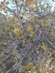 Forestiera phillyreoides