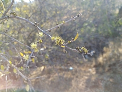 Forestiera phillyreoides