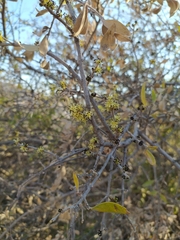 Forestiera phillyreoides