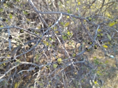 Forestiera phillyreoides