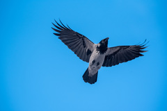 Corvus cornix