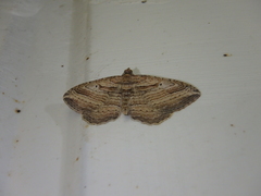 Costaconvexa polygrammata