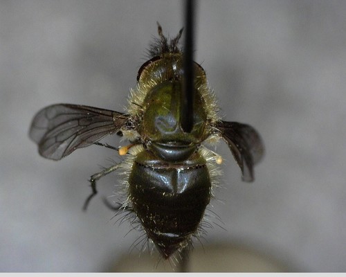 iNaturalist observation photo of Conophorus