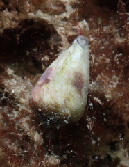 Conus sponsalis
