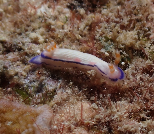 Hypselodoris peasei (Bergh, 1880)
