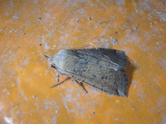 Conistra veronicae