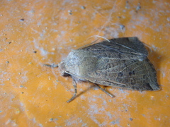 Conistra veronicae